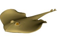 Devilfish