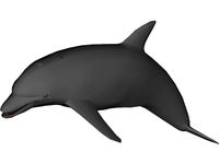 Dolphin