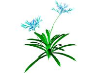 Agapanthus
