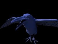 Raven