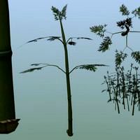 Nature bamboo stalks