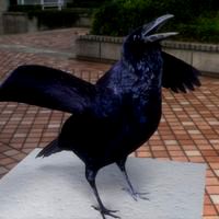 Crow