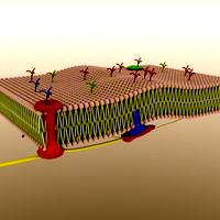 Cellular Plasma Membrane