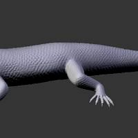 Desert Lizard