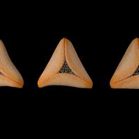 Hamantash (purim food)