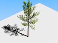 Download free Regular Tree 3D Model