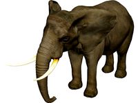 Elephant