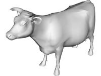 Bull Udder