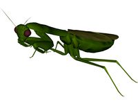 Flying Mantis