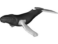 Whale Humpback