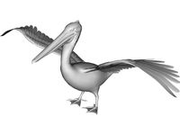 Pelican