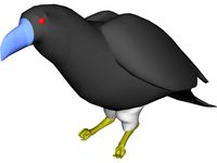 Raven