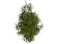 Bamboo Cluster Small
