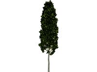 Carpinus Betulus Tree