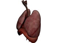 Human Respiratory System
