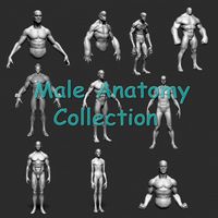 Male Anatomy Collection3d model