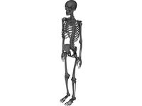 Skeleton 3D CAD Model