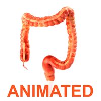 Human colon. Animated3d model