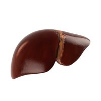 Human liver3d model