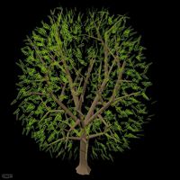 3D Tree 23d model