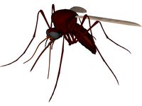 Mosquito