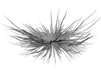 Bacteria