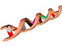 DNA Molecule
