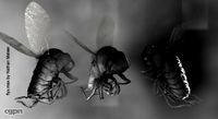 Fly x3d model