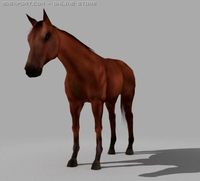 Horse 3D Model