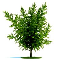 Ginkgo biloba Plant 27 AM58