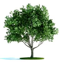 Olea europaea Plant 42 AM58