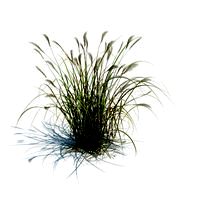 Miscanthus sacchariflorus 059 am126