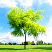 Gleditsia triacanthos 012_v3 AM136