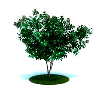 Heptacodium miconioides 027 AM86