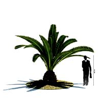 Phoenix canariensis 22 AM85