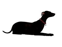 dog 36 am83