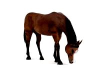 horse 42 am83