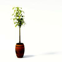 Plant 35 AM24