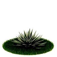 Plant 55 AM42