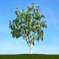 Betula 49 am113