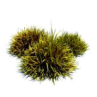 Decorative grass 087 am124