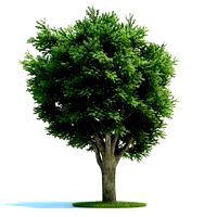 Ulmus campestris Plant 02 AM58