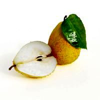 pear 42 am130
