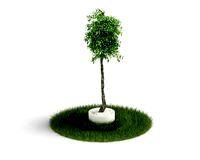 Plant 49 AM04 C4D