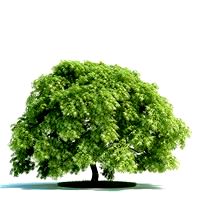 Acer palmatum Plant 56 AM58