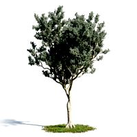 Conocarpus erectus 16 am154