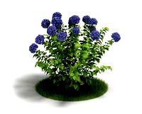 Hydrangea 12 AM03 Cd4