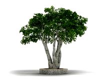 Ficus_benjamina 11 AM03 Cd4