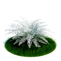 Dusty miller Plant 08 AM61