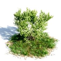 Baccharis pilularis 02 am154